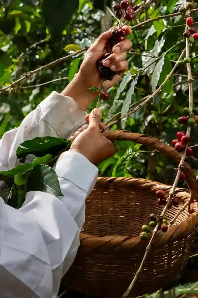 Comité Cafetero