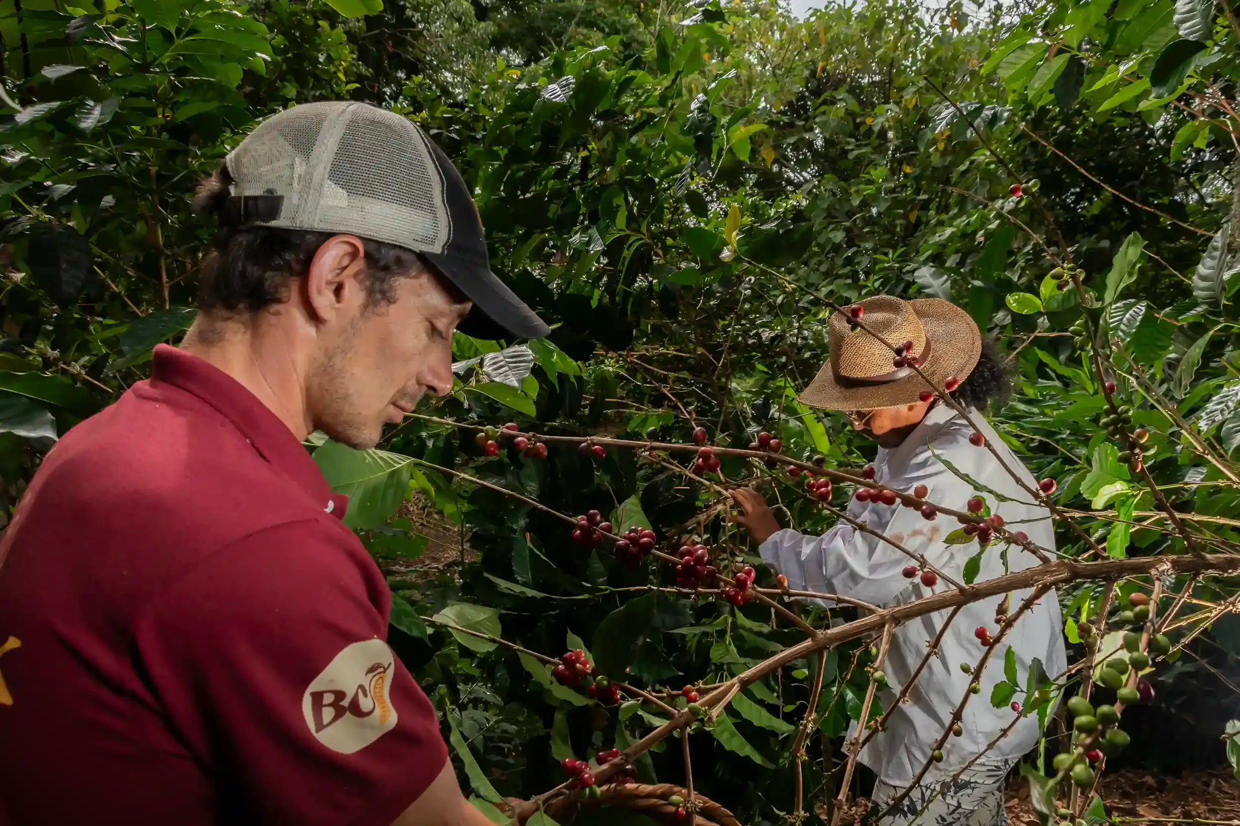 Comité Cafetero