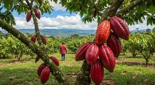 Cacao