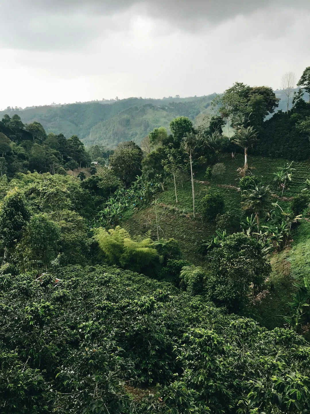 Comité Cacaotero